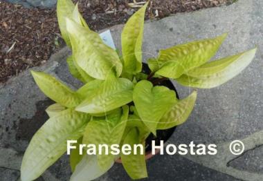 Hosta Lemon Ice