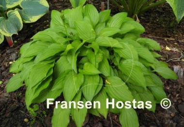 Hosta Lemon Lime