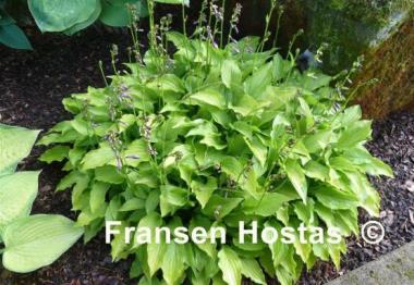 Hosta Lemon Lime