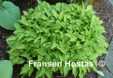 Hosta Lemon Lime
