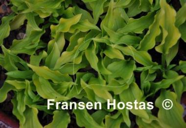 Hosta Lemon Lime