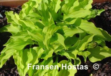 Hosta Lemon Lime