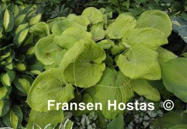 Hosta Lemon Meringue