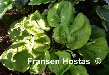 Hosta Lemon Meringue