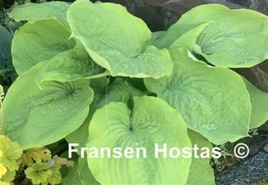 Hosta Lemon Meringue