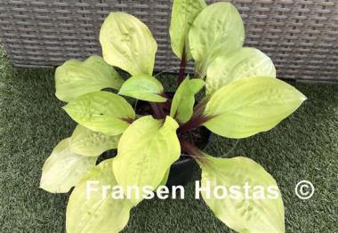 Hosta Lemon Snap