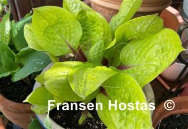Hosta Lemon Snap