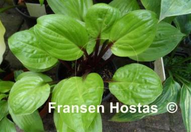 Hosta Lemon Snap