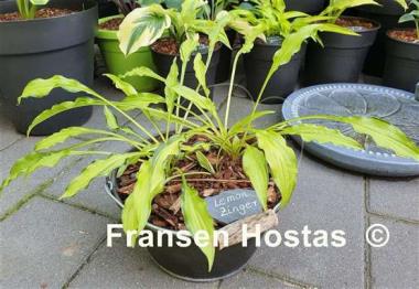 Hosta Lemon Zinger
