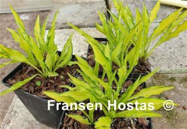 Hosta Lemon Zinger