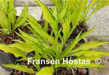 Hosta Lemon Zinger