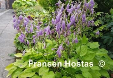 Hosta Lemonade