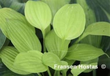 Hosta Lemonade