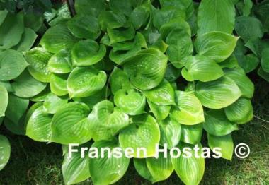 Hosta Lemontini