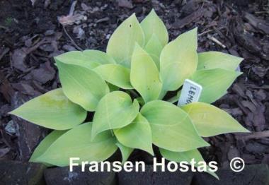 Hosta Lemontini