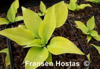 Hosta Lemontini
