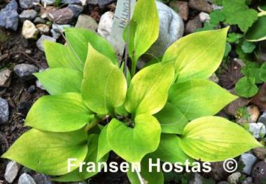 Hosta Lemontini
