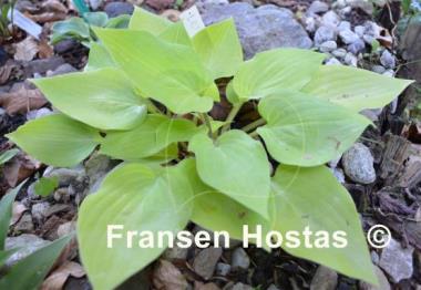 Hosta Lemontini