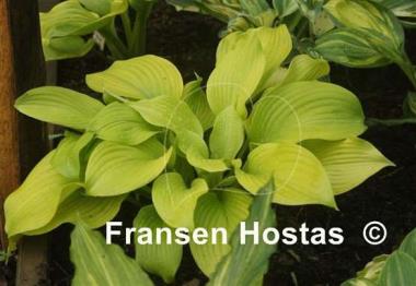 Hosta Leo