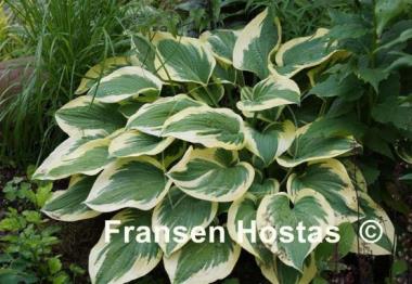 Hosta Leola Fraim