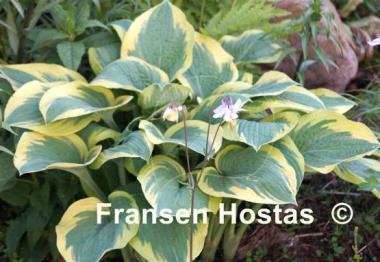 Hosta Leola Fraim