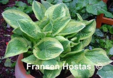 Hosta Leola Fraim