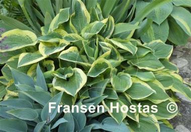 Hosta Leola Fraim