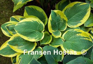 Hosta Leola Fraim