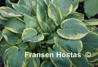 Hosta Leola Fraim