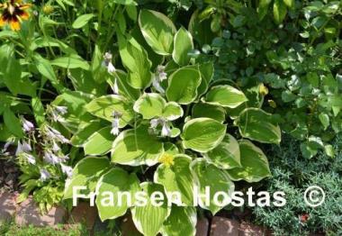 Hosta Leola Fraim