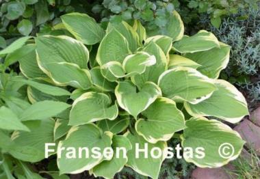 Hosta Leola Fraim