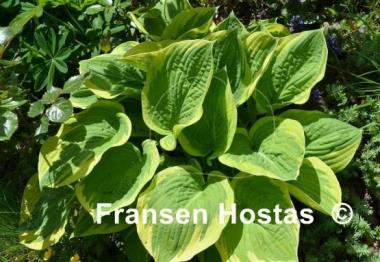 Hosta Leola Fraim