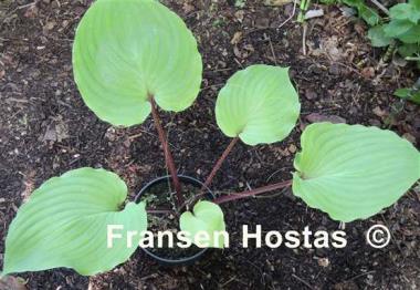 Hosta Leopard Legs