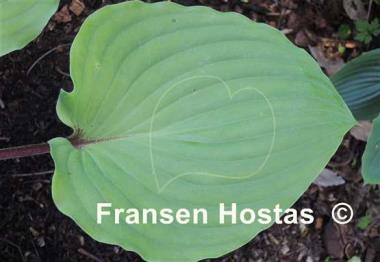 Hosta Leopard Legs