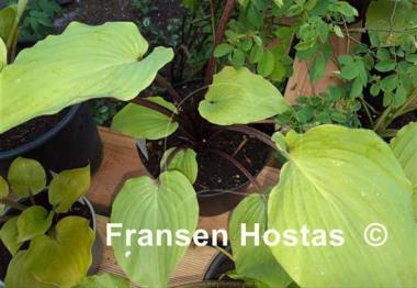 Hosta Leopard Legs