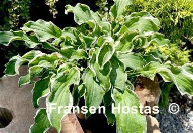 Hosta Let's Twist Again