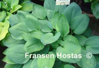 Hosta Let Me Entertain You