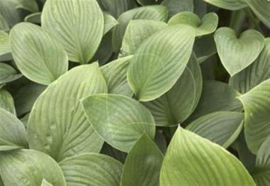 Hosta Let me Entertain You