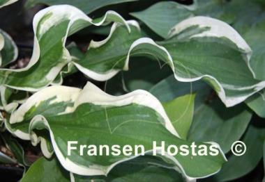 Hosta Let's Twist Again