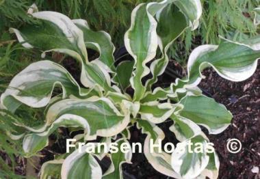 Hosta Let's Twist Again