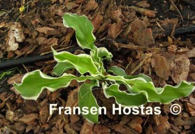 Hosta Let's Twist Again