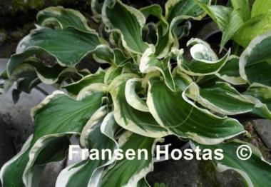 Hosta Let's Twist Again