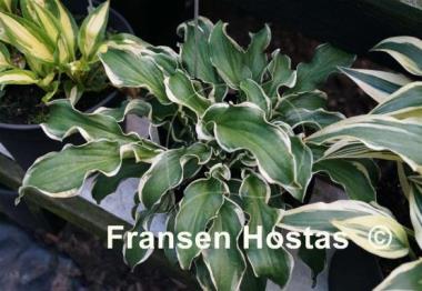 Hosta Let's Twist Again