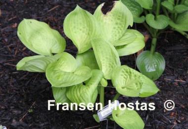 Hosta Lettuce Salad