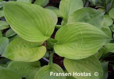 Hosta Lettuce Salad