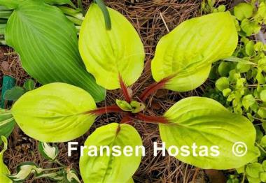 Hosta Lettuce Wrap