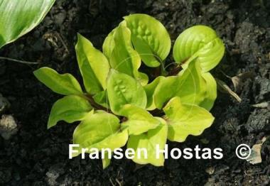 Hosta Lettuce Wrap
