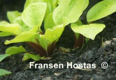 Hosta Lettuce Wrap