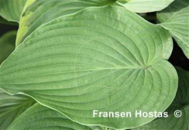 Hosta Leviathan