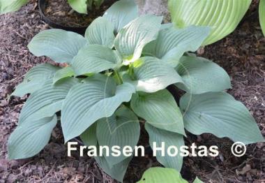 Hosta Leviathan
